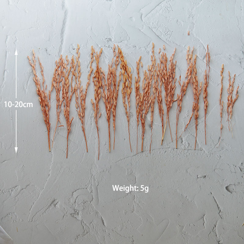 5g/Broomcorn Dyed Dried Nature - Candle Making Uk incelemesi ve fiyatı